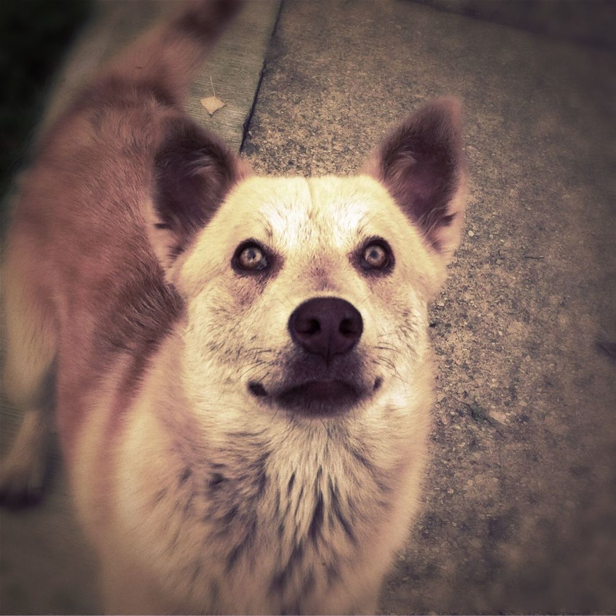 animal themes, one animal, mammal, domestic animals, pets, dog, animal head, close-up, portrait, looking at camera, focus on foreground, no people, animal body part, outdoors, day, high angle view, zoology, alertness