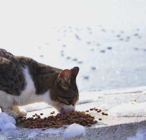 Cat sitting on snow covered field
