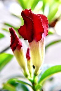 Close-up of red flower