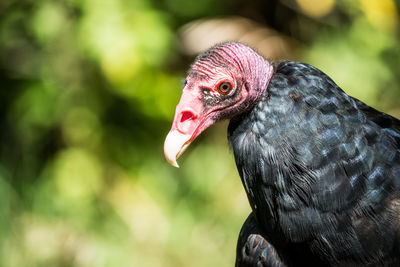 Close-up of a bird