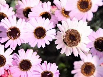 Close-up of pink flowering plants