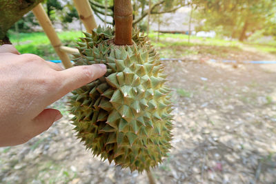 Close-up of hand holding plant