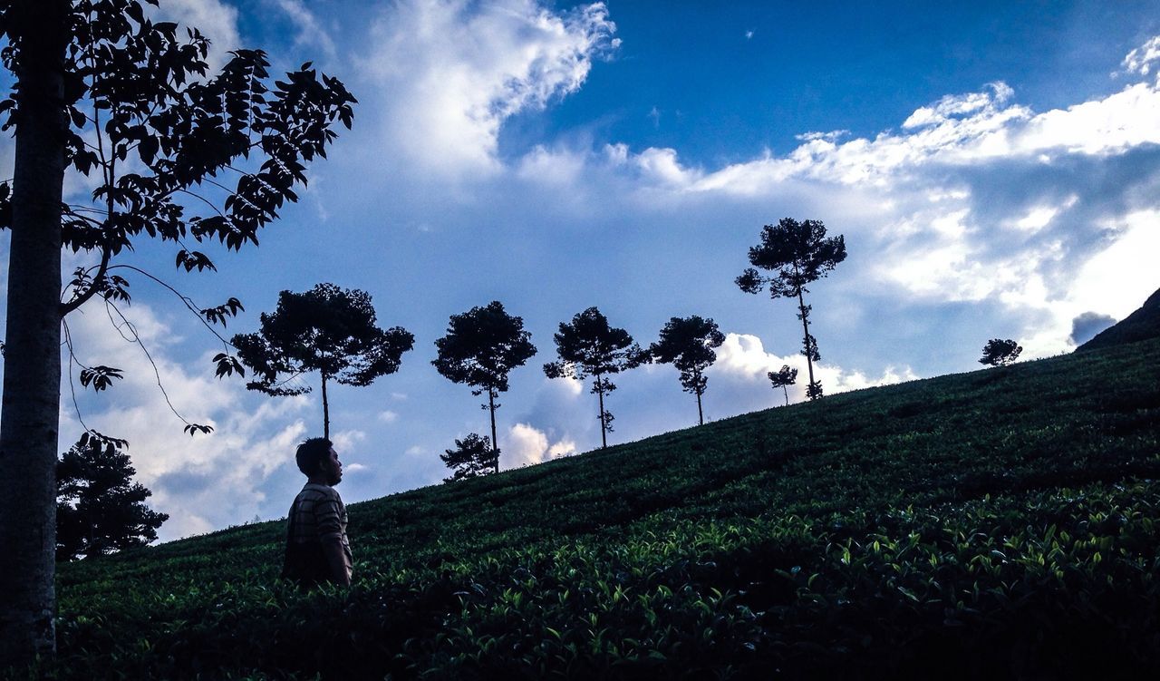 Perkebunan Teh Sinumbra