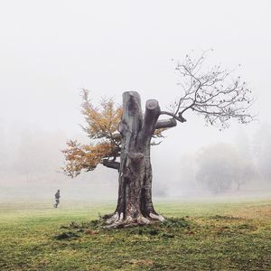 Trees in foggy weather