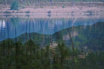 Scenic view of lake in forest