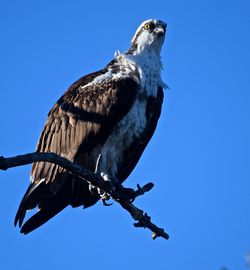 Low angle view of osprey perching on twig against clear blue sky