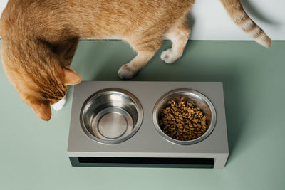 High angle view of cat on table