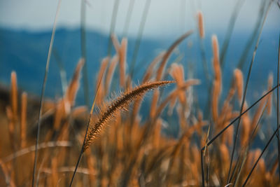 Close-up of crops growing on field against sky