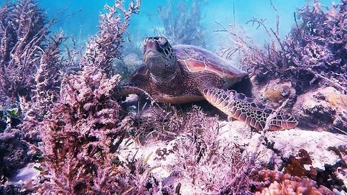 Plants growing in sea