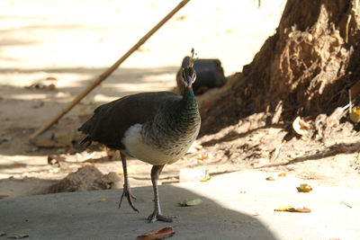 Close-up of bird perching on a sand