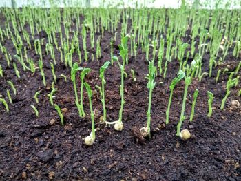 Plants growing on field