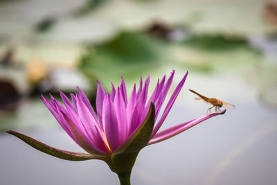 Close-up of insect on pink flower