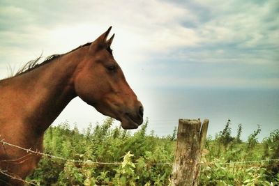 View of two horses