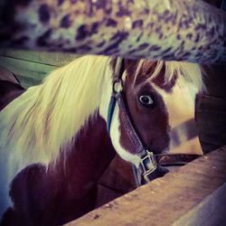 Close-up of portrait of horse