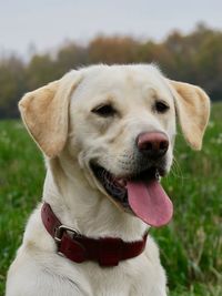 Close-up of a dog