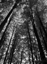 Low angle view of bamboo trees in forest