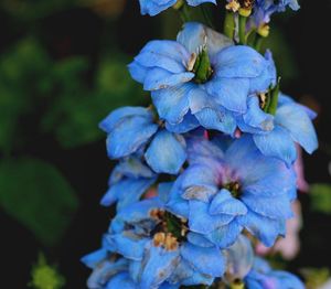 Close-up of hydrangea flowers