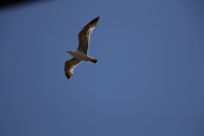 Low angle view of seagull flying against clear blue sky