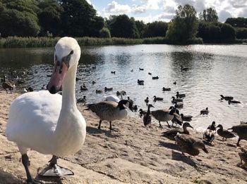 Swans at lakeshore