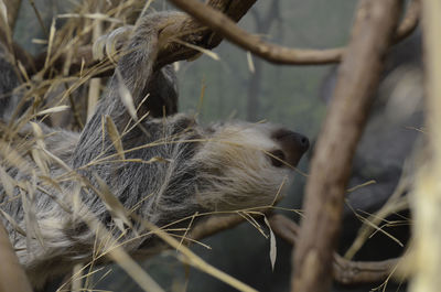 Sloth making his way through the tree tops.