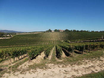 Scenic view of vineyard against clear sky
