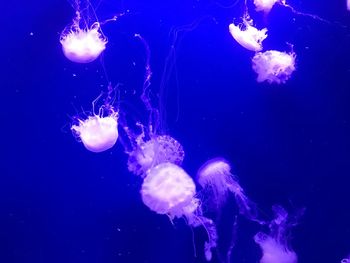 Close-up of jellyfishes swimming in sea