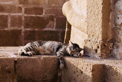 Cat sitting on wall