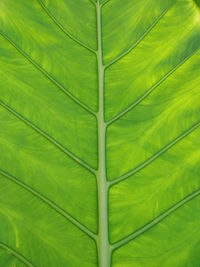 leaf