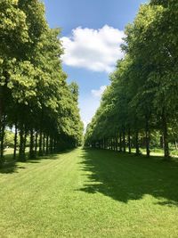 Trees in park against sky