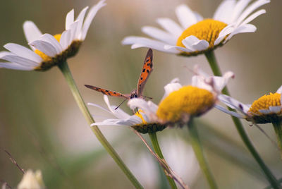 Close-up of butterfly pollinating on flower