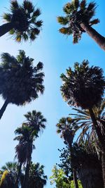 Low angle view of coconut palm trees against clear sky