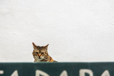 Portrait of a cat against wall