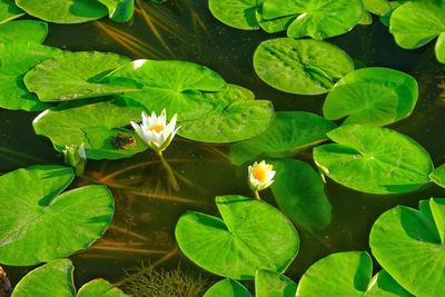 High angle view of water lily amidst leaves in pond