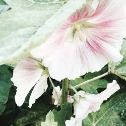 Close-up of pink flower