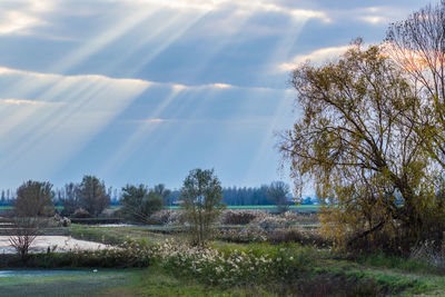 Trees on field against sky
