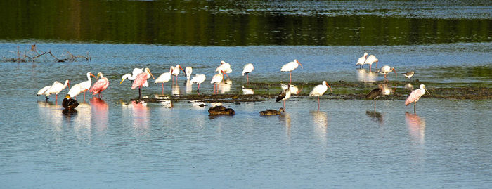 View of birds in lake