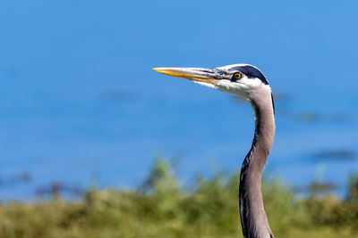 Close-up of gray heron