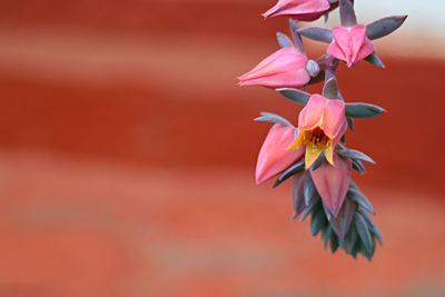 Close-up of pink flowering plant