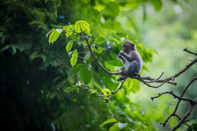 Monkey on tree