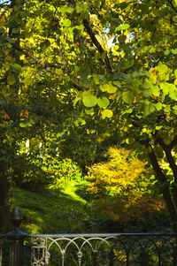 Trees growing on branch