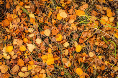 High angle view of yellow autumn leaves on field
