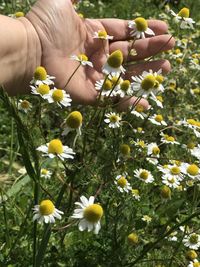 Close-up of hand holding yellow flowering wild chamomile