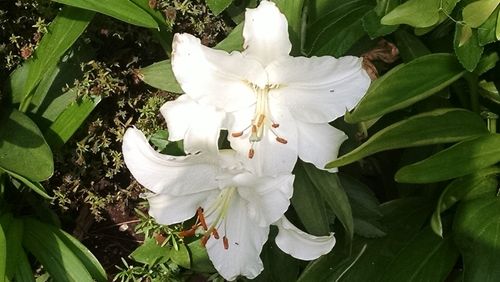 Close-up of white flower