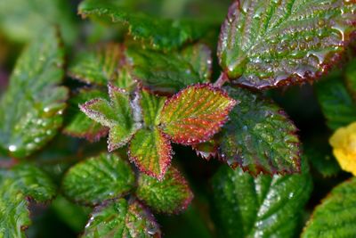 Close-up of wet plant leaves