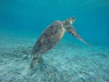 Turtle swimming in sea