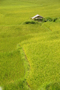 Scenic view of agricultural field