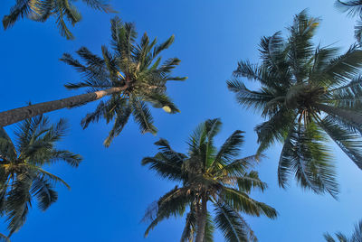 Low angle view of palm trees against blue sky