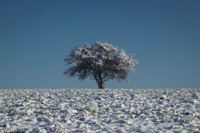 Bare tree on field against clear blue sky