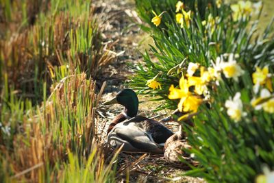 Close-up of ducks on field