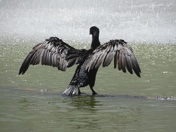 Bird flying over lake